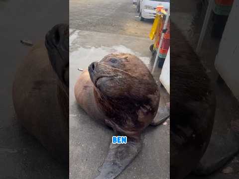 Ben, si Singa Laut Liar yang Manja