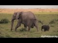 Elephant Baby-Mother love will make U cry - animalworld Elephant Baby-Mother love will make U cry