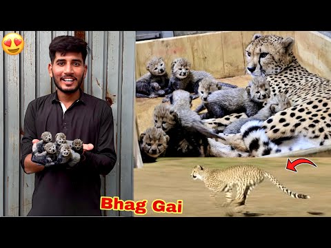 THE FULL FAMILY OF JUNGLE CATS LET ME GO TO THE MINI ZOO 😍 JUNGLE CAT HAS GONE 💔