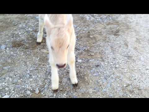 Nascita del vitellino