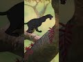 Baloo S Fun Jungle Lesson Jungle Book Disney Kids