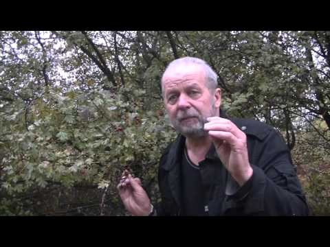 What to do when you run out of medicine - hawthorn