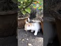 Kitten Calling Mother Cat Original Kitten Sound Babycat Catvideos Kitten Cat Short2022