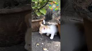 kitten calling mother cat 😺original kitten sound #babycat #catvideos #kitten #cat #short2022