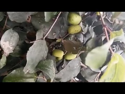 XXL XXL XXL XXL FREESTYLE 2024 |XXL 2025 | Xxwd5000xa | XXL XXL XXL XXL FREESTYLE