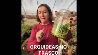 ORQUÍDEAS DE LABORATÓRIO,  NO FRASCO