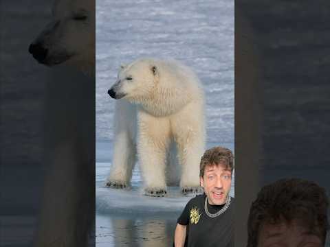 The Polar Bear is absolutely TERRIFYING