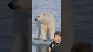 The Polar Bear is absolutely TERRIFYING