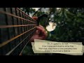 Borrowed time | acoustic guitar cover, fingerstyle tabs, chords, tutorial, plucking, instrumental