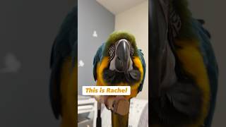 Fluffy 11 year old Macaw asks for head scratches #parrot #bird #cute