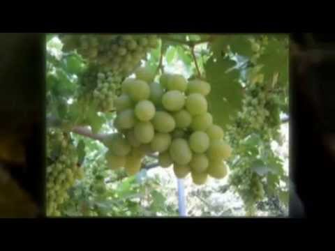 download lagu mp3 mp4 Shivat Haminim, download lagu Shivat Haminim gratis, unduh video klip Shivat Haminim