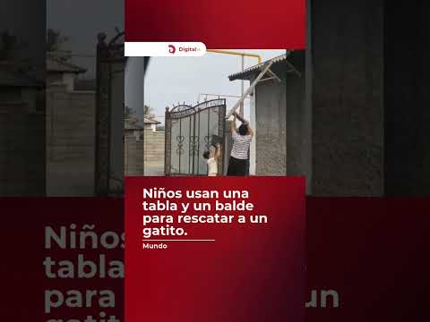 ¡Trabajo en equipo! 🐱❤️ Niños usan una tabla y un balde para rescatar a un gatito.