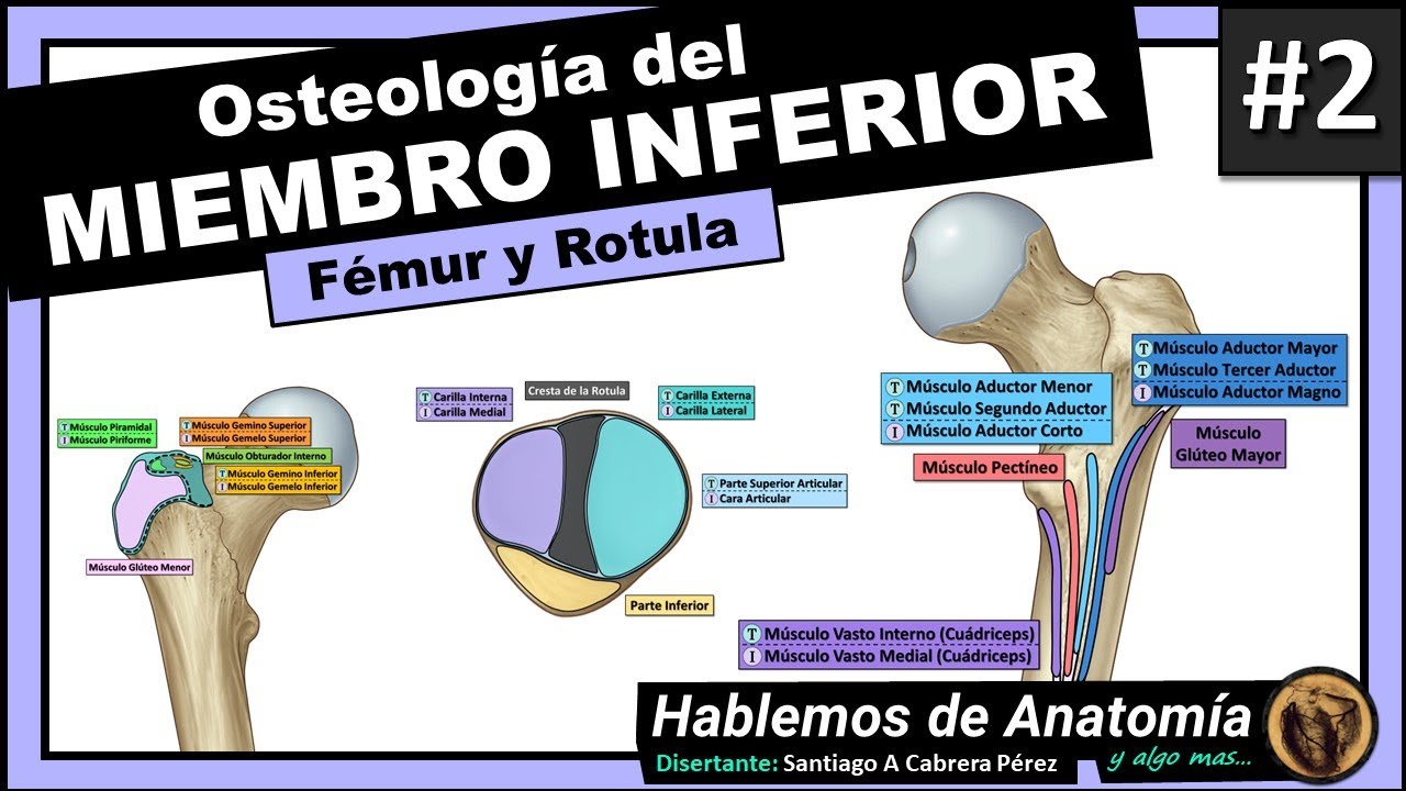 🔴 #4👉OSTEOLOGIA DEL MIEMBRO INFERIOR 🟩 FEMUR Y ROTULA🟪