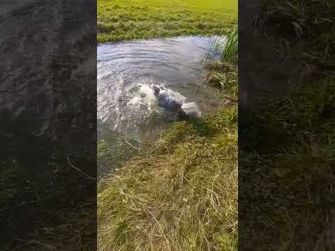 Dog Splashes For Loch Ness Monster 🤦‍♂️#shorts #dog
