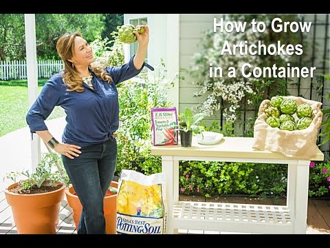 download lagu mp3 mp4 Artichoke Plant Pot, download lagu Artichoke Plant Pot gratis, unduh video klip Artichoke Plant Pot