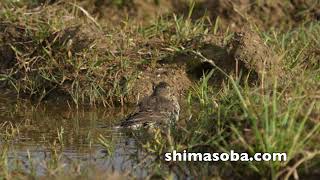 コホオアカ、ツメナガセキレイ、ホオジロハクセキレイなど(動画あり)