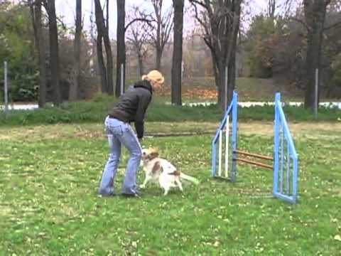 ZPVW Agility-training 2010-11-07