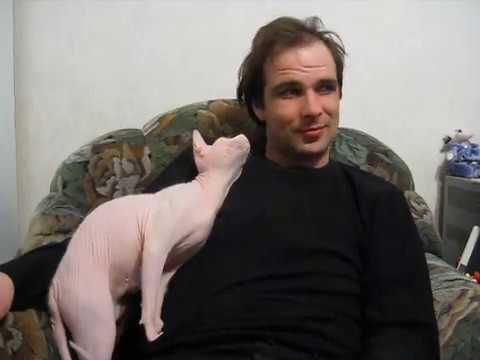 супер ласковая кошка