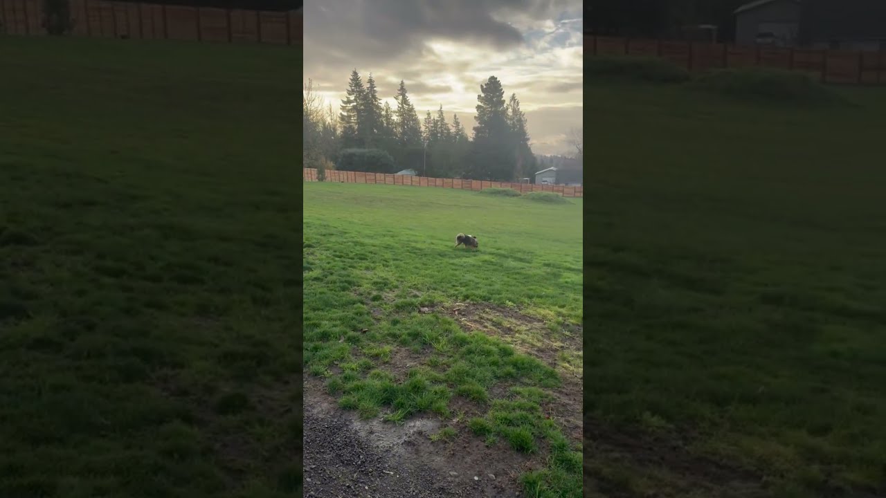 Enlarge Mr. Mini Lion  Buddy (Tripaw), a Adoptable mixed breed in Ridgefield, WA video 6/6