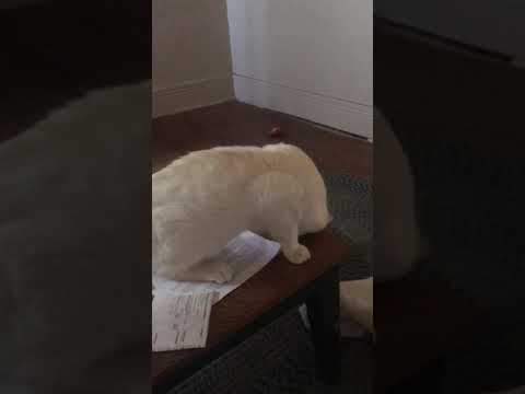 Cat Elmer he’s white and sticks to me like glue￼