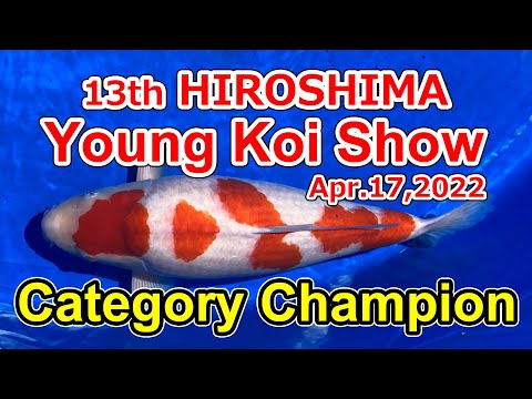 【Category Champion】13th "HIROSHIMA" young koi show. Apr.17,2022