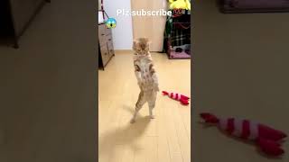 cute cat dancing video