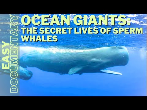 Ocean Giants: The Secret Lives of Sperm Whales - Wild Animals Documentary