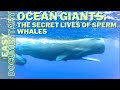 Ocean Giants: The Secret Lives of Sperm Whales - Wild Animals Documentary DEFAULT Thumbnail