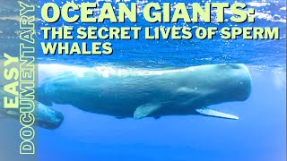 Ocean Giants: The Secret Lives of Sperm Whales - Wild Animals Documentary MQDEFAULT Thumbnail