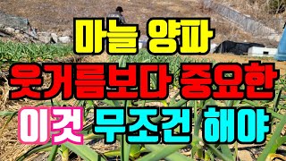 날씨가 따뜻해지면 생기는 마늘 병 관리가 필수!늦기전에 하세요