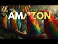 Amazon 4k The Breathtaking Birds In Amazon Rainforest Nature S Green Paradise