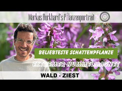 TOP PLANT FOR SHADE! ➡️ Stachys sylvatica – Wood Woundwort