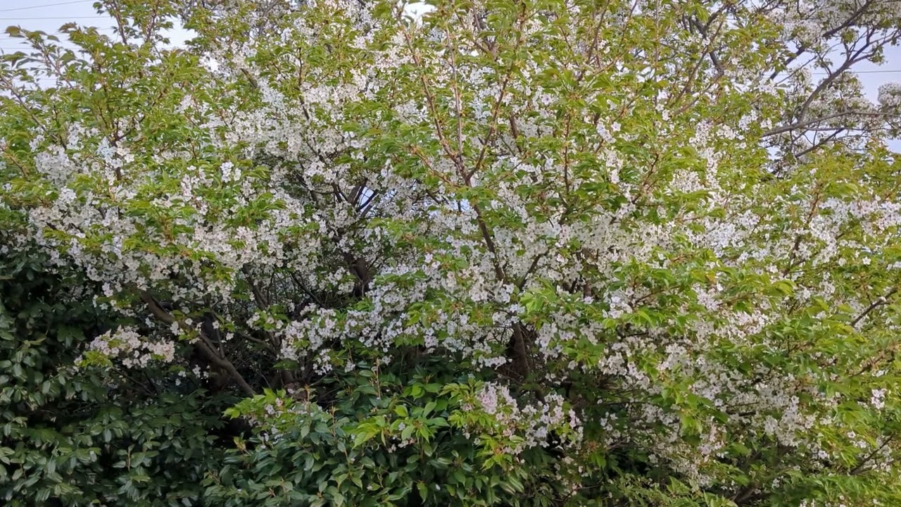 書斎の窓から。（from the office window）