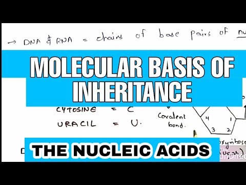 POINT MUTATION BY PHANINDRA GUPTHA