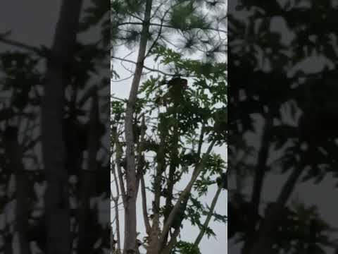 nueva visita de un tucan#tucan#itacaruare#misiones#elpersonajedelasemana