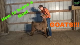 How To Brace a Goat