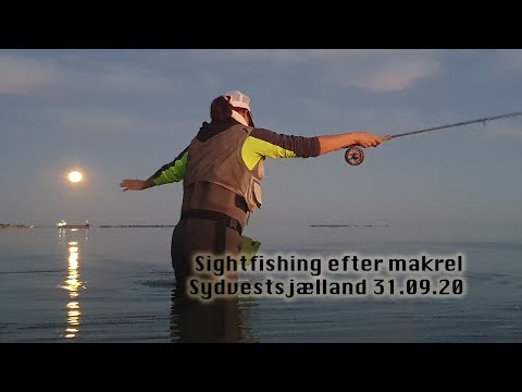 Makrel sightfishing