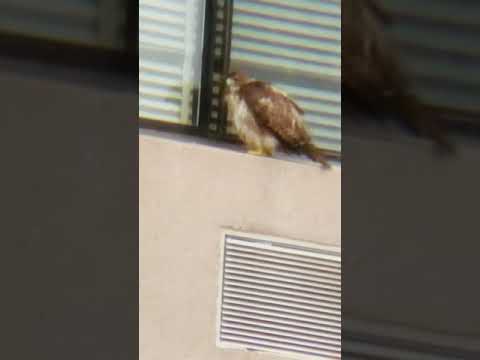 Baby Red Tail Hawk across the way.