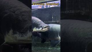 Download lagu Arowana feeding #fishing #aquarium #arowana #fishcuting #fish #shorts #viralshorts mp3