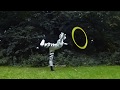 Circus Zebra
