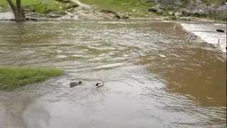 Dovedale stepping stones, Staffordshire side, Peak District, 27th April 2012