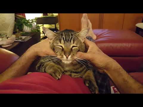 Cat and his human slave relaxing.