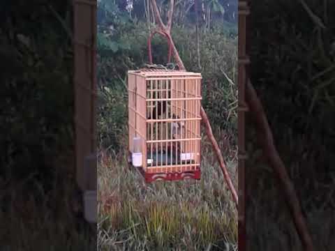 CHANT COMMUN de LéaL Jean-Luc 03/31/2018