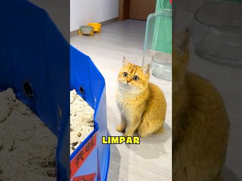 Eles não sentiram saudade… só do serviço dele 😭🐾