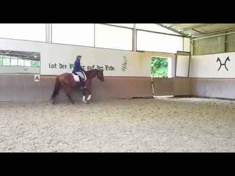 4 jähriger Wallach von Franziskus x Lord Loxley