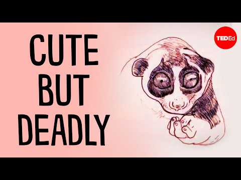 Why You Should Never Hug a Slow Loris