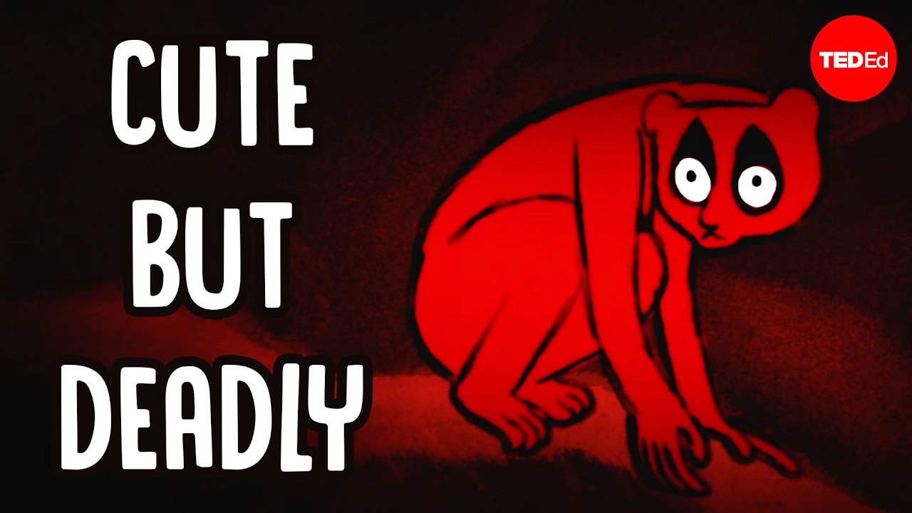 Meet the slow loris, the only venomous primate in existence - Stephanie A. Poindexter