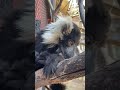 Sleepy Lemur Yawn