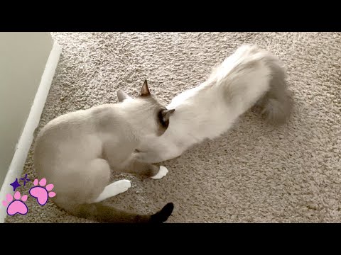 Female Cat In Heat (Calm Your Cat In Heat) Cat In Heat Remedy - Part 2