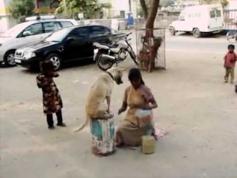 La niña hase magia con el perro